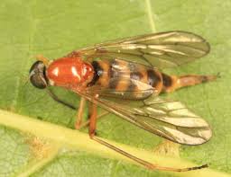 Attēlu rezultāti vaicājumam “Xylophagidae”