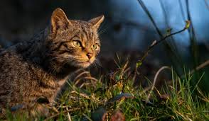 Image result for West London Wildcats