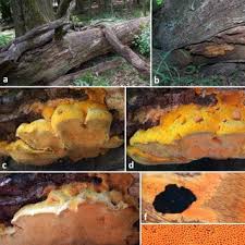 Attēlu rezultāti vaicājumam “Hapalopilus croceus”