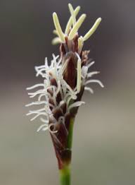 Attēlu rezultāti vaicājumam “Carex caryophyllea flower”
