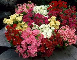 Image result for Phlox drummondii