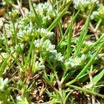 Attēlu rezultāti vaicājumam “Scleranthus perennis flower”