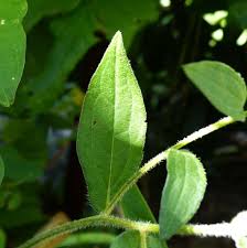 Attēlu rezultāti vaicājumam “Rudbeckia hirta var. hirta leaf”