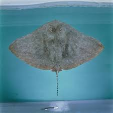 Image result for Gymnura micrura