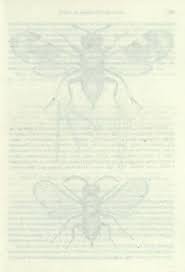 Attēlu rezultāti vaicājumam “Chionaspis salicis imago”