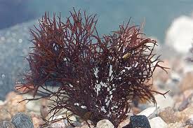 Attēlu rezultāti vaicājumam “Furcellaria lumbricalis”