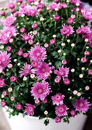 Image result for Chrysanthemum ptarmiciflorum