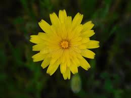 Image result for Agoseris major