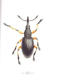 Attēlu rezultāti vaicājumam “Apionidae”