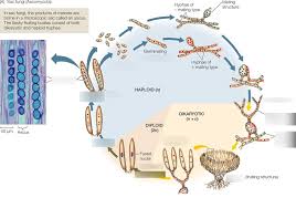 Attēlu rezultāti vaicājumam “Ascomycota”