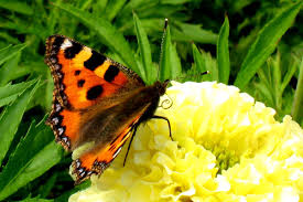 Image result for Small Tortoiseshell