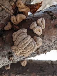 Attēlu rezultāti vaicājumam “Encoelia furfuracea”