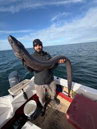 Image result for Conger conger