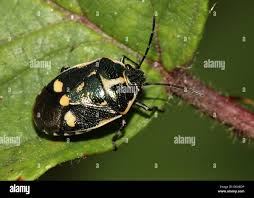 Attēlu rezultāti vaicājumam “Eurydema oleracea”