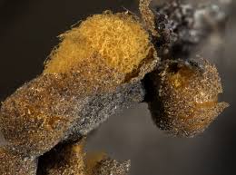 Attēlu rezultāti vaicājumam “Ophiotheca chrysosperma macro”