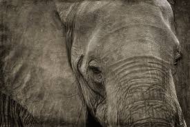 Image result for sad elephant
