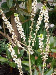 Attēlu rezultāti vaicājumam “Daphne mezereum flower”