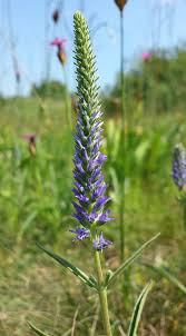 Attēlu rezultāti vaicājumam “Veronica spicata leaf”