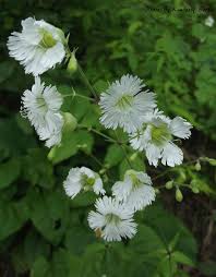 Attēlu rezultāti vaicājumam “Silene chlorantha”