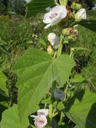Image result for Lavatera thuringiaca