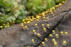 Attēlu rezultāti vaicājumam “Craterium aureum”