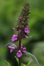 Attēlu rezultāti vaicājumam “Stachys palustris flower”