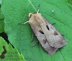 Attēlu rezultāti vaicājumam “Agrotis exclamationis”