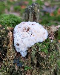 Attēlu rezultāti vaicājumam “Postia ptychogaster”