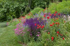 Attēlu rezultāti vaicājumam “Papaver rhoeas flower”
