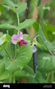 Attēlu rezultāti vaicājumam “Pisum sativum flower”