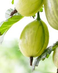 Attēlu rezultāti vaicājumam “Ribes uva-crispa fruit”