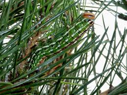 Attēlu rezultāti vaicājumam “Sphinx pinastri”