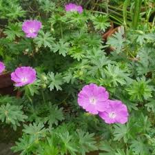 Attēlu rezultāti vaicājumam “Geranium bohemicum leaf”