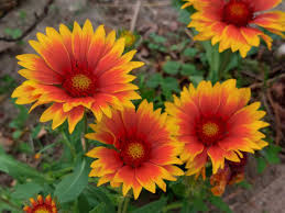 Image result for Gaillardia `Kobold`