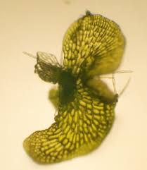 Attēlu rezultāti vaicājumam “Sphagnum centrale sporophyte”