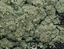 Attēlu rezultāti vaicājumam “Cladonia parasitica”