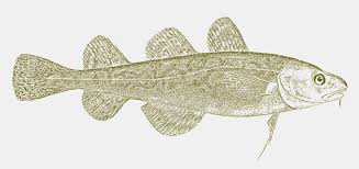 Image result for Microgadus tomcod