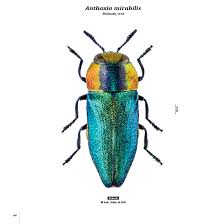 Attēlu rezultāti vaicājumam “Buprestidae”