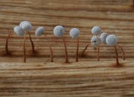 Attēlu rezultāti vaicājumam “Didymium spongiosum macro”