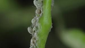 Attēlu rezultāti vaicājumam “Thyatira batis larva”