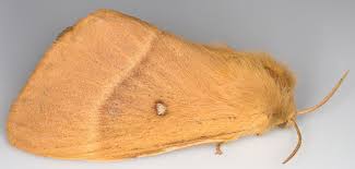 Attēlu rezultāti vaicājumam “Lasiocampa quercus”