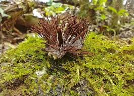 Attēlu rezultāti vaicājumam “Stemonitopsis amoena spores”