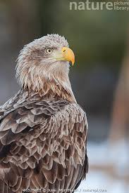 Image result for Haliaeetus albicilla