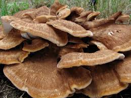 Attēlu rezultāti vaicājumam “Bondarzewia mesenterica”