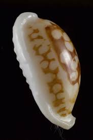 Attēlu rezultāti vaicājumam “Cribraria sp.”