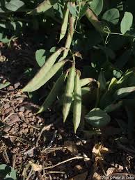 Attēlu rezultāti vaicājumam “Lathyrus japonicus subsp. maritimus leaf”