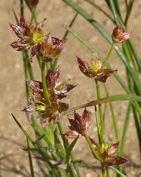 Attēlu rezultāti vaicājumam “Juncus bulbosus leaf”