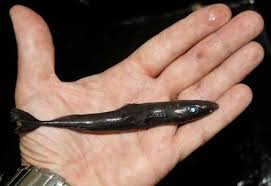 Image result for Dalatias licha