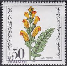 Attēlu rezultāti vaicājumam “Pedicularis sceptrum-carolinum flower”