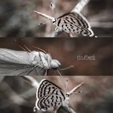 Attēlu rezultāti vaicājumam “Aporia crataegi larva”